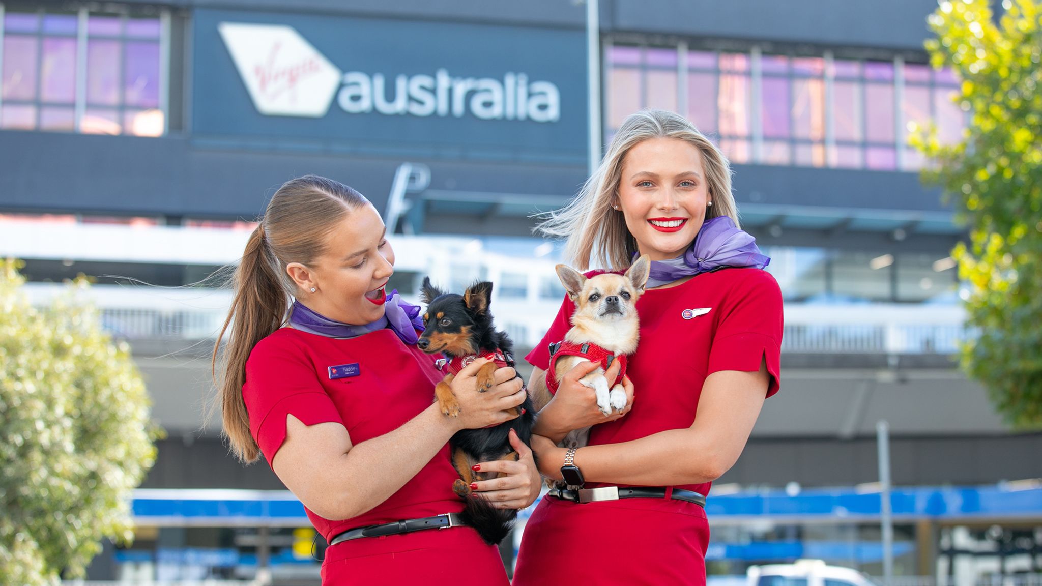 Virgin Australia Pets In Cabin Guide