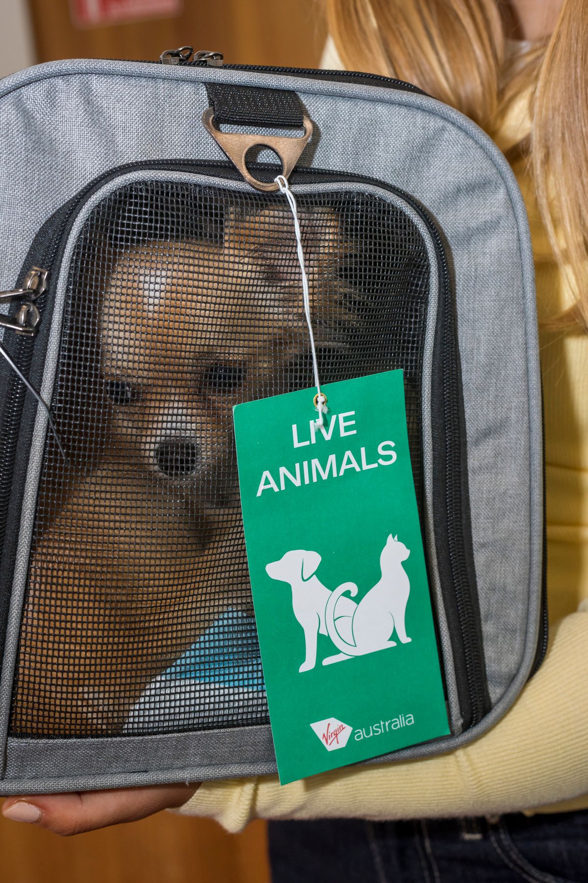 Virgin Australia Pets In Cabin Guide