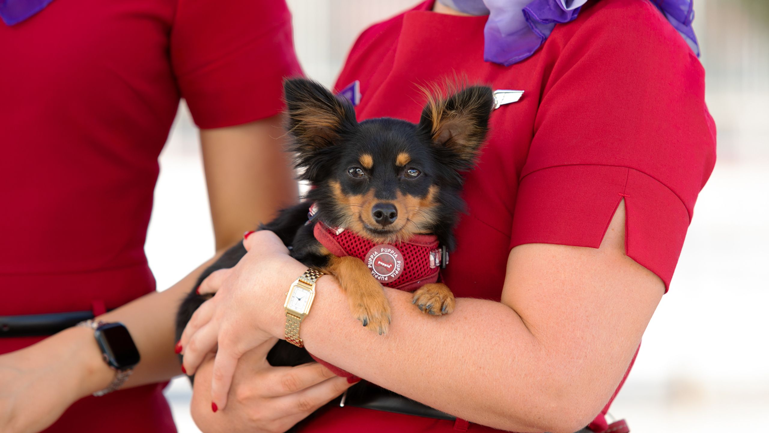 Earning Velocity Points On Medibank Pet Insurance